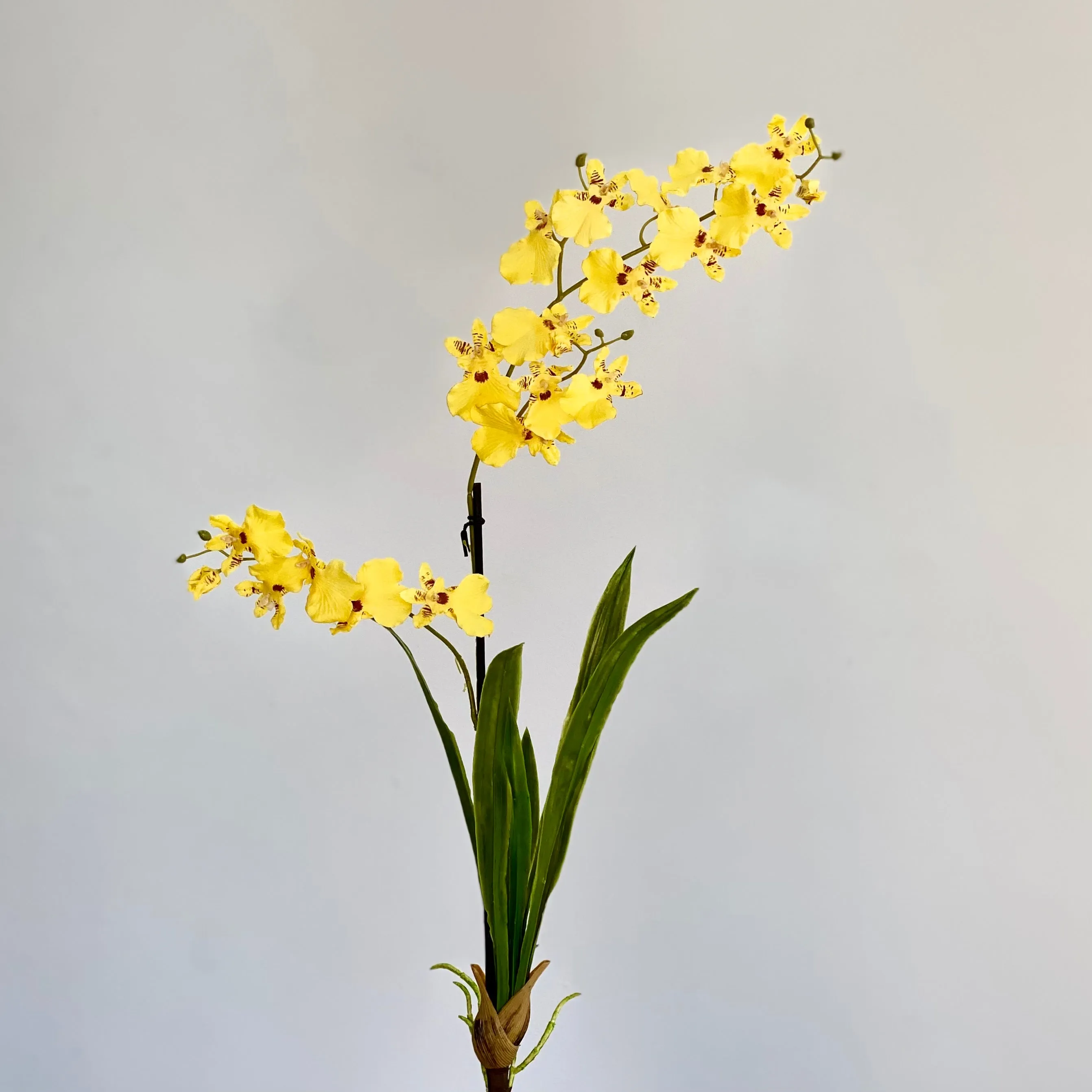 Dancing Yellow Orchid Plant