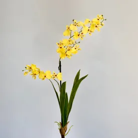 Dancing Yellow Orchid Plant